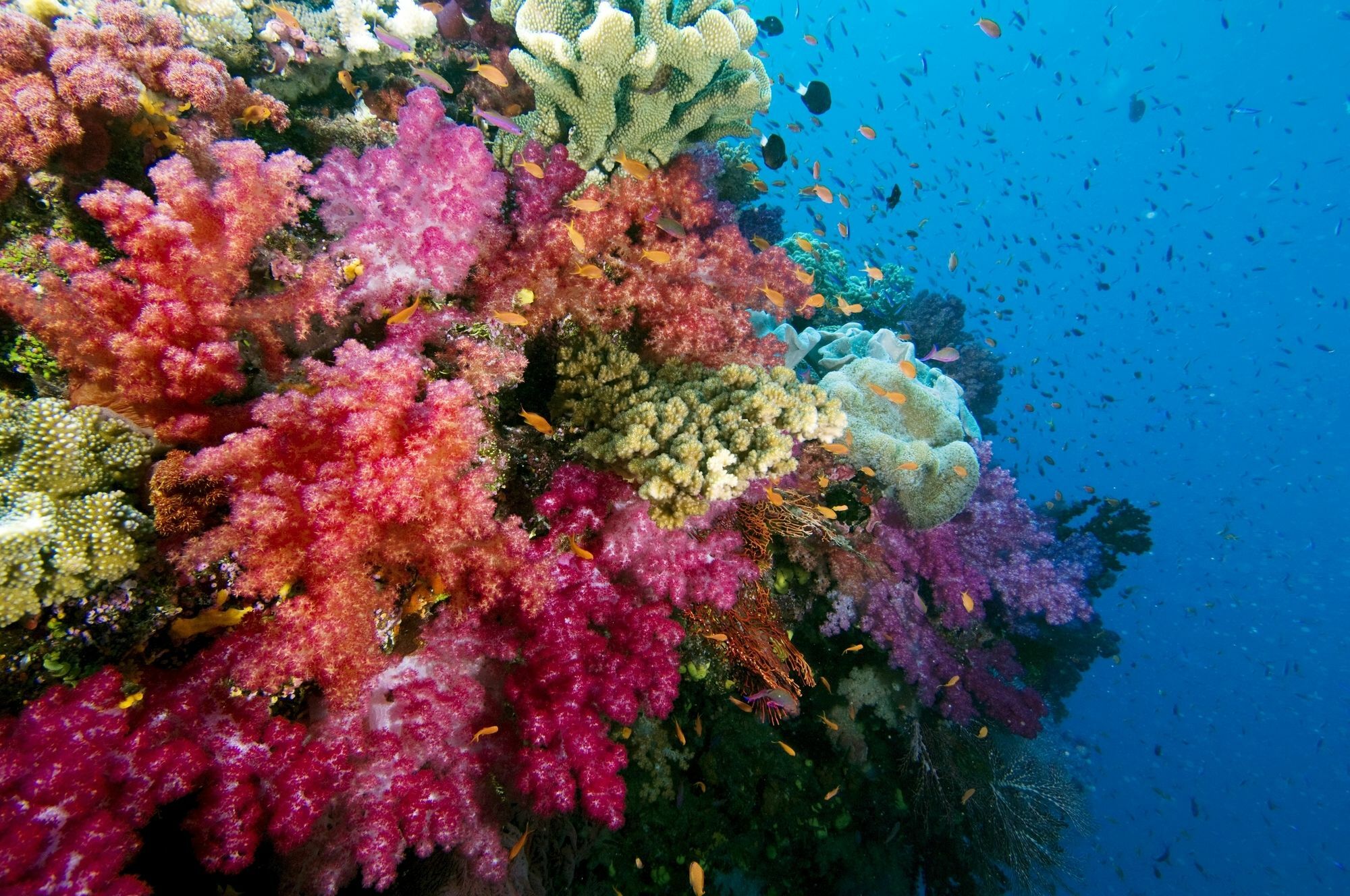 Jean-Michel Cousteau Resort Fiji Savusavu Exterior photo